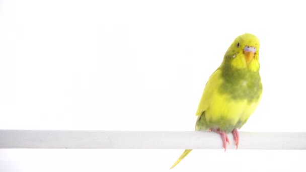 Green Parrot Budgie Isolated White Screen — Stock Video