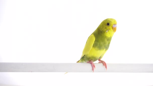 Grön Papegoja Undulat Isolerad Vit Skärm — Stockvideo