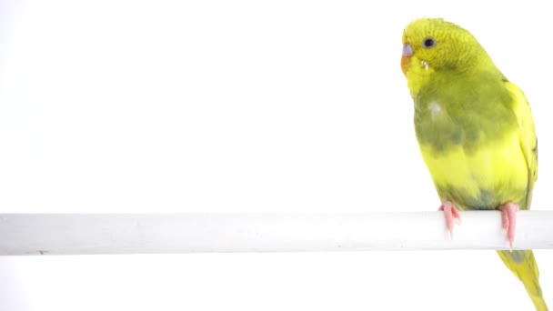 Perroquet vert isolé sur écran blanc 