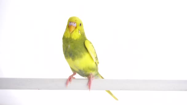 Green Parrot Budgie Isolated White Screen — Stock Video