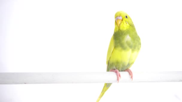 Perroquet vert isolé sur écran blanc 