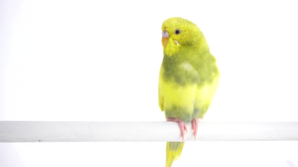 Зелений Папуга Приятель Ізольовані Білому Екрані — стокове відео