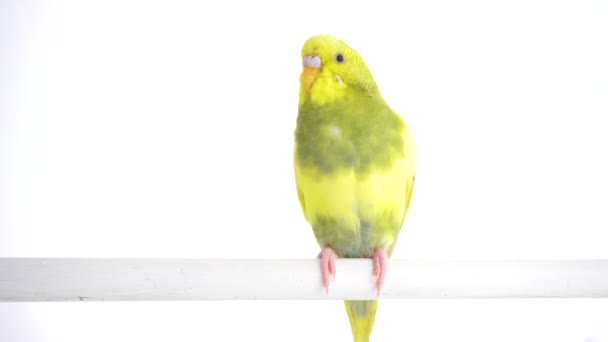 Groene Papegaai Budgie Geïsoleerd Wit Scherm — Stockvideo