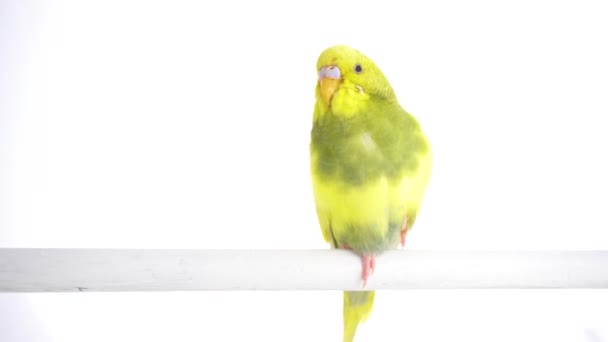 Papagaio Verde Budgie Isolado Tela Branca — Vídeo de Stock