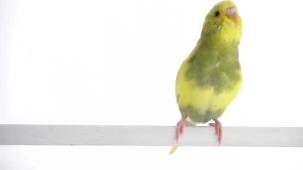 Green Parrot Budgie Isolated White Screen — Stock Video