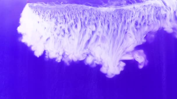 Suda Mürekkep Akış Videosu Suyun Içinde Gökkuşağı Boyası Karışık Renk — Stok video