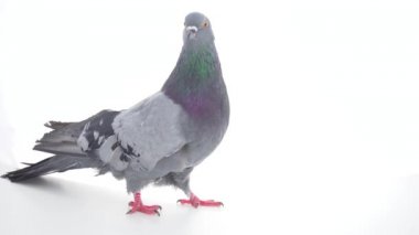 Kuş izole beyaz arka plan üzerinde güvercin