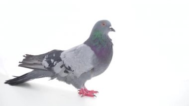 Kuş izole beyaz arka plan üzerinde güvercin