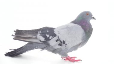 Kuş izole beyaz arka plan üzerinde güvercin