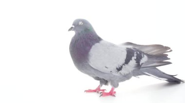 Kuş izole beyaz arka plan üzerinde güvercin