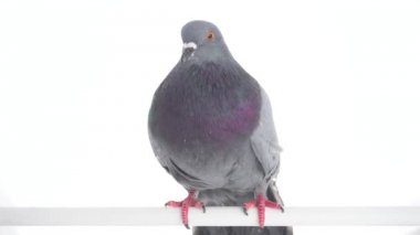 Kuş izole beyaz arka plan üzerinde güvercin
