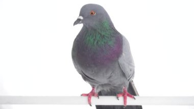 Kuş izole beyaz arka plan üzerinde güvercin