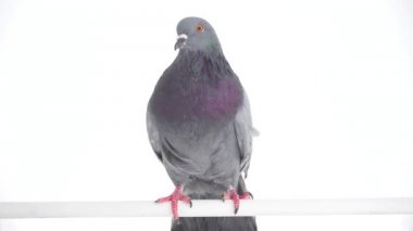 Kuş izole beyaz arka plan üzerinde güvercin