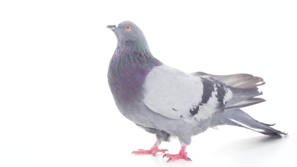 鳩ストック動画 ロイヤリティフリー鳩動画 Depositphotos