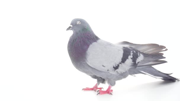 鳩ストック動画 ロイヤリティフリー鳩動画 Depositphotos 鳩ストック動画 ロイヤリティフリー鳩動画 Depositphotos