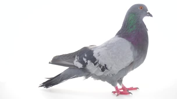 Kuş Izole Beyaz Arka Plan Üzerinde Güvercin — Stok video