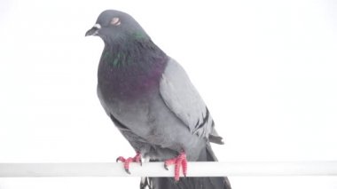 Kuş izole beyaz arka plan üzerinde güvercin