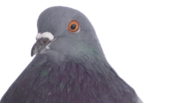 Taube Vogel Auf Weißem Hintergrund Isoliert — Stockvideo