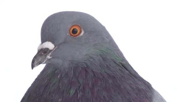 分離した白い背景の上の鳩鳥 — ストック動画