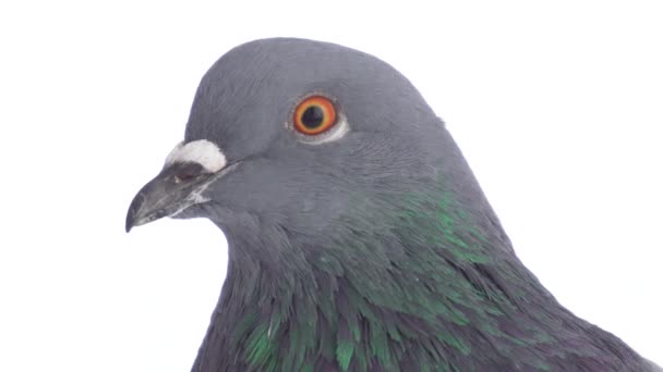 Taube Vogel Auf Weißem Hintergrund Isoliert — Stockvideo