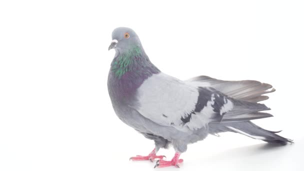 Dove Ptak Białym Tle — Wideo stockowe