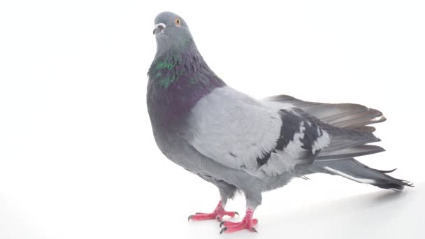 Taube Vogel Auf Weißem Hintergrund Isoliert — Stockvideo