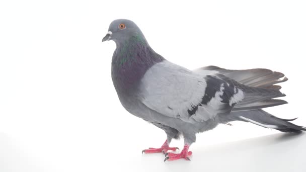 Kuş Izole Beyaz Arka Plan Üzerinde Güvercin — Stok video