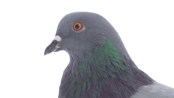 Taube Vogel Auf Weißem Hintergrund Isoliert — Stockvideo