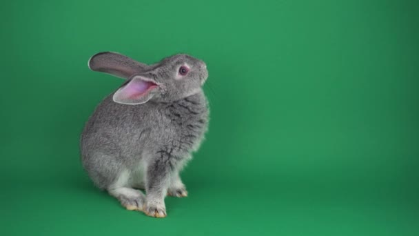 Conejo Gris Sobre Fondo Verde — Vídeo de stock