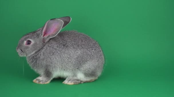 Gray Rabbit Green Background — Stock Video