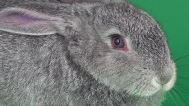 Graues Kaninchen Auf Grünem Hintergrund — Stockvideo