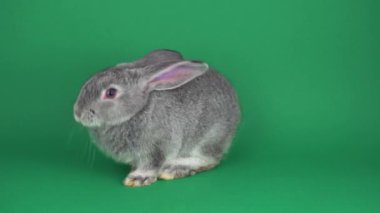 Yeşil arka planda gri tavşan
