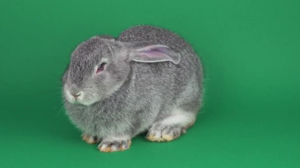 绿背景灰兔 — 图库视频影像