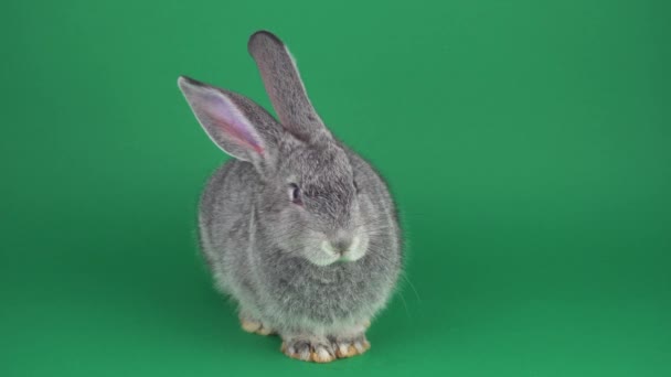 緑の背景に灰色のウサギ — ストック動画