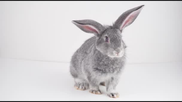 Graues Kaninchen Auf Weißem Hintergrund Isoliert — Stockvideo