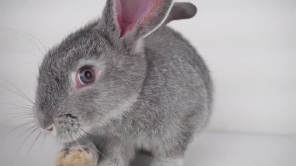 Graues Kaninchen Auf Weißem Hintergrund Isoliert — Stockvideo