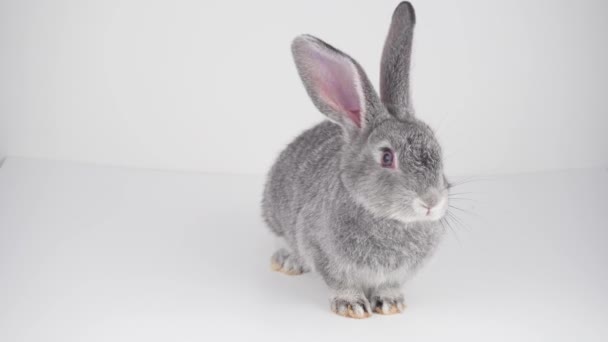 Gray Rabbit White Background Isolated — Stock Video