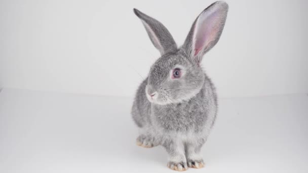 Gray Rabbit White Background Isolated — Stock Video
