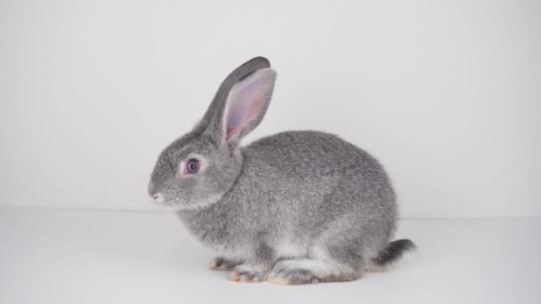 被隔绝的灰色兔子在白色背景 — 图库视频影像