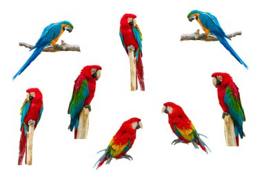 Beyaz arkaplanda Macaw Papağanı izole