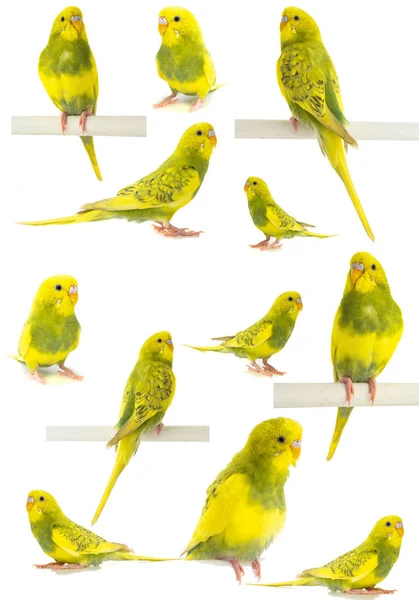 Golvende Papegaai Geel Groene Geïsoleerd Witte Achtergrond — Stockfoto