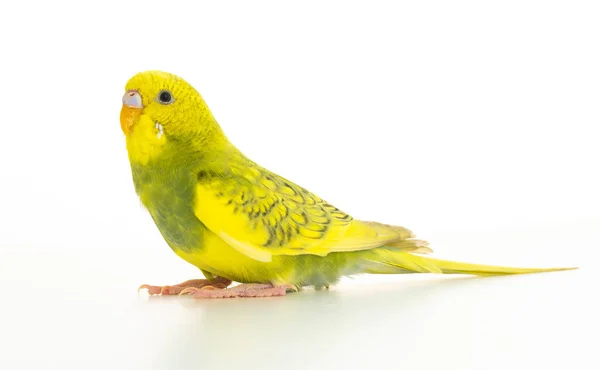 Papoušek Vlnitý Žlutá Zelená Izolovaných Bílém Pozadí — Stock fotografie