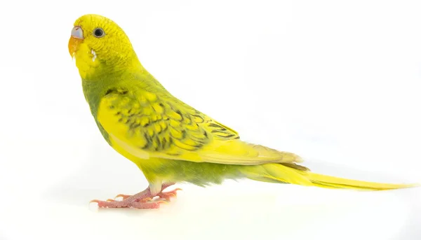 Loro Ondulado Verde Amarillo Aislado Sobre Fondo Blanco — Foto de Stock