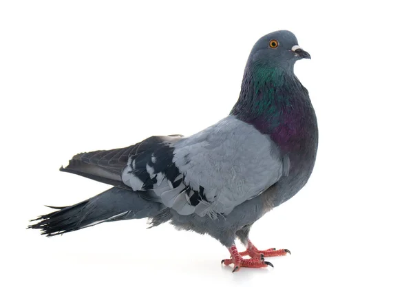 Güvercin gri kuşu beyaz arkaplanda izole edildi