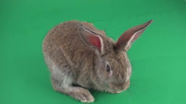 Gri yeşil bir arka plan üzerinde tavşan