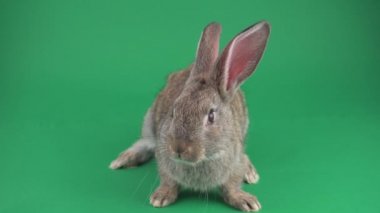 Gri yeşil bir arka plan üzerinde tavşan