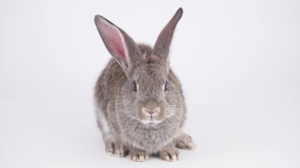 白色背景上的灰色野兔 — 图库视频影像