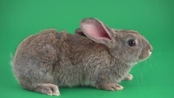 Gri Yeşil Bir Arka Plan Üzerinde Tavşan — Stok video