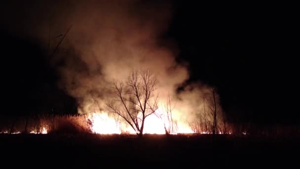 Fuego Quemaduras Árboles Nocturnos — Vídeo de stock