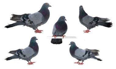 Güvercin gri kuşu beyaz arkaplanda izole edildi